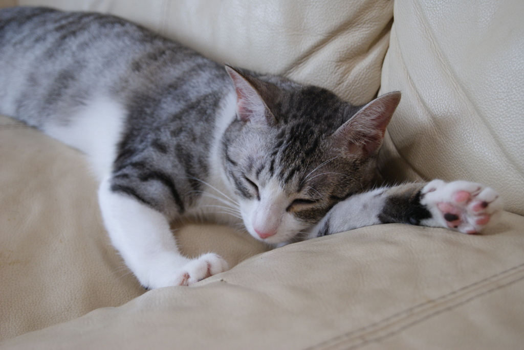Zzz