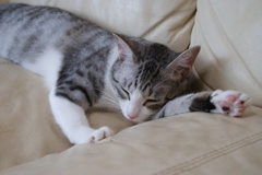 Zzz