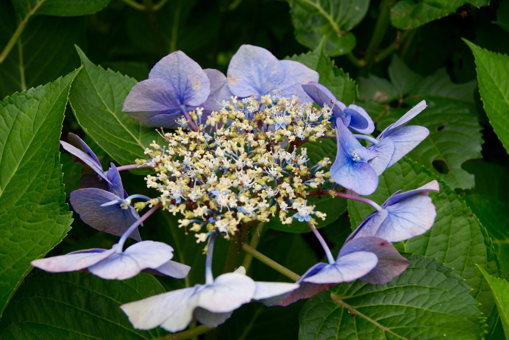 紫陽花