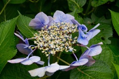 紫陽花