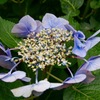 紫陽花
