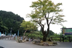 木