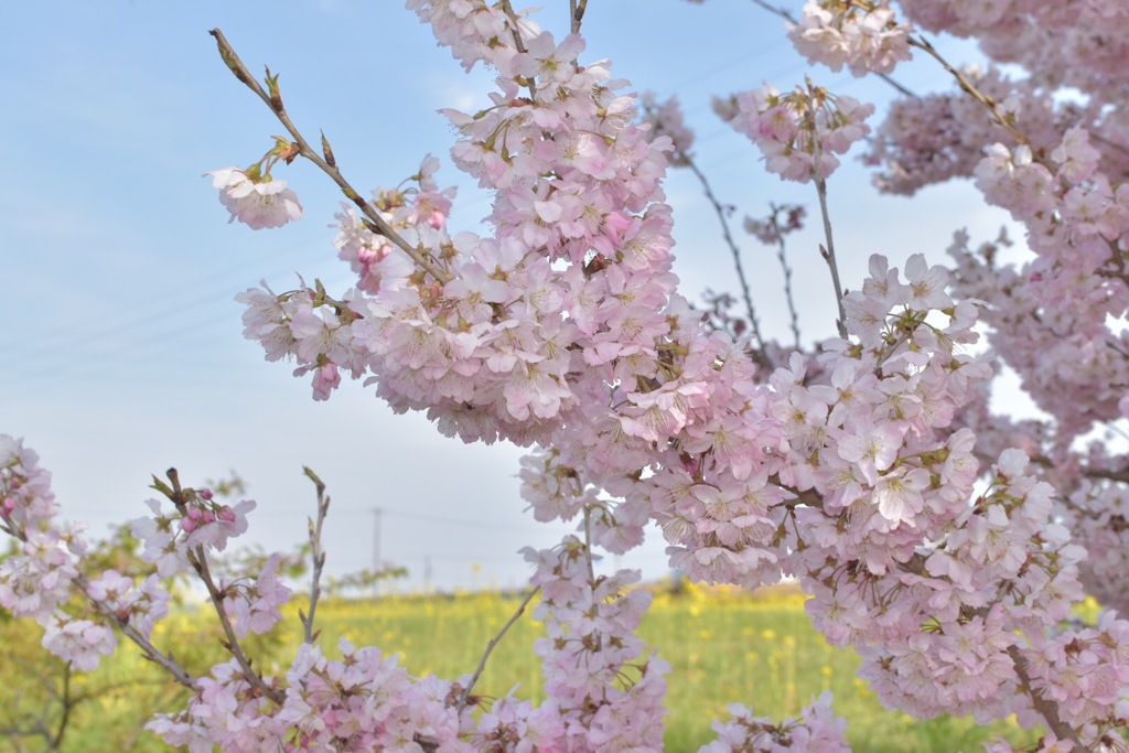 桜と菜の花