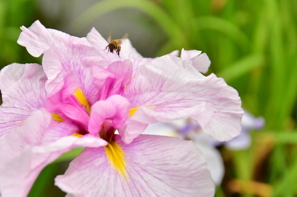 菖蒲と蜂