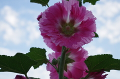 020　梅雨の晴れ間