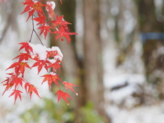 雪化粧