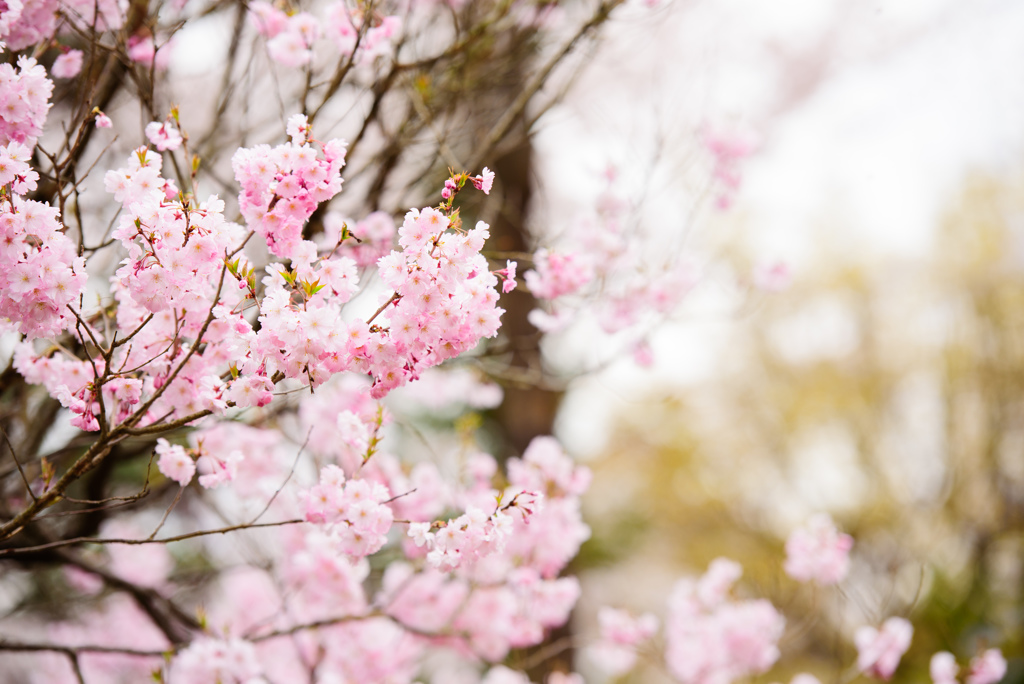 桜日和