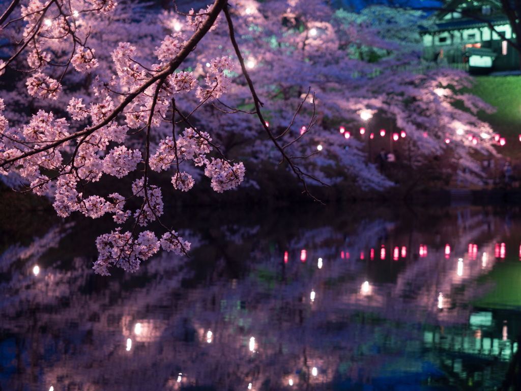 夜桜