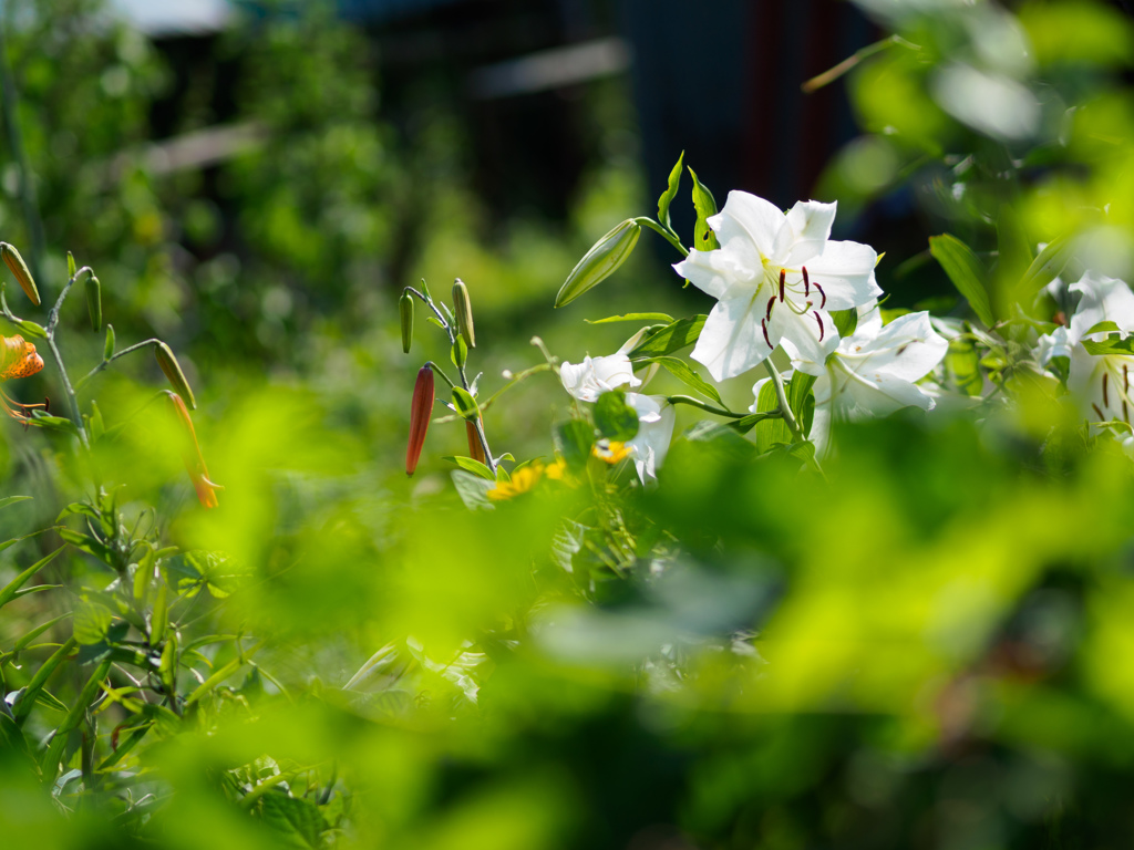 ユリの花