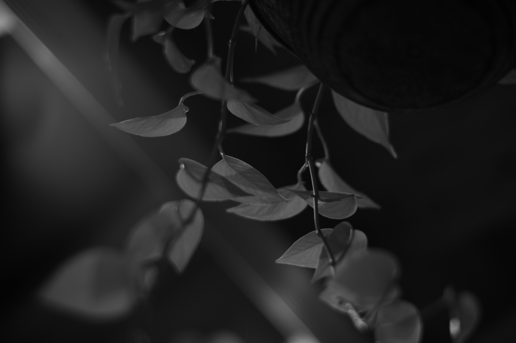 pothos