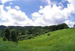 大山千枚田