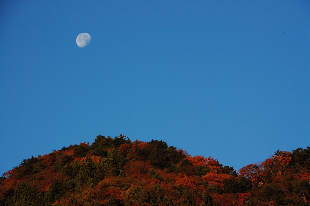 朝に見えた月