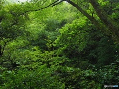 7月の緑