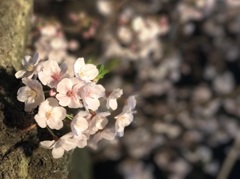 2017桜