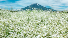 かすみ草