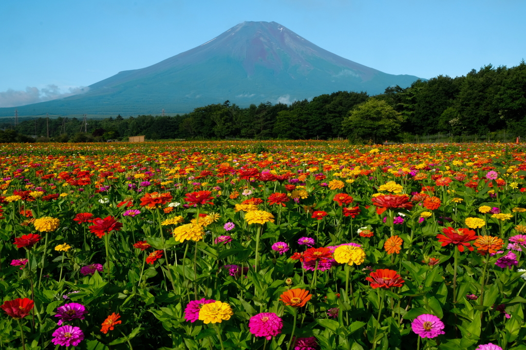 一面の百日草