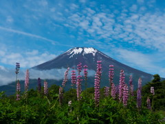 ルピナスの花