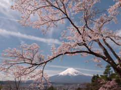 孝徳公園の桜