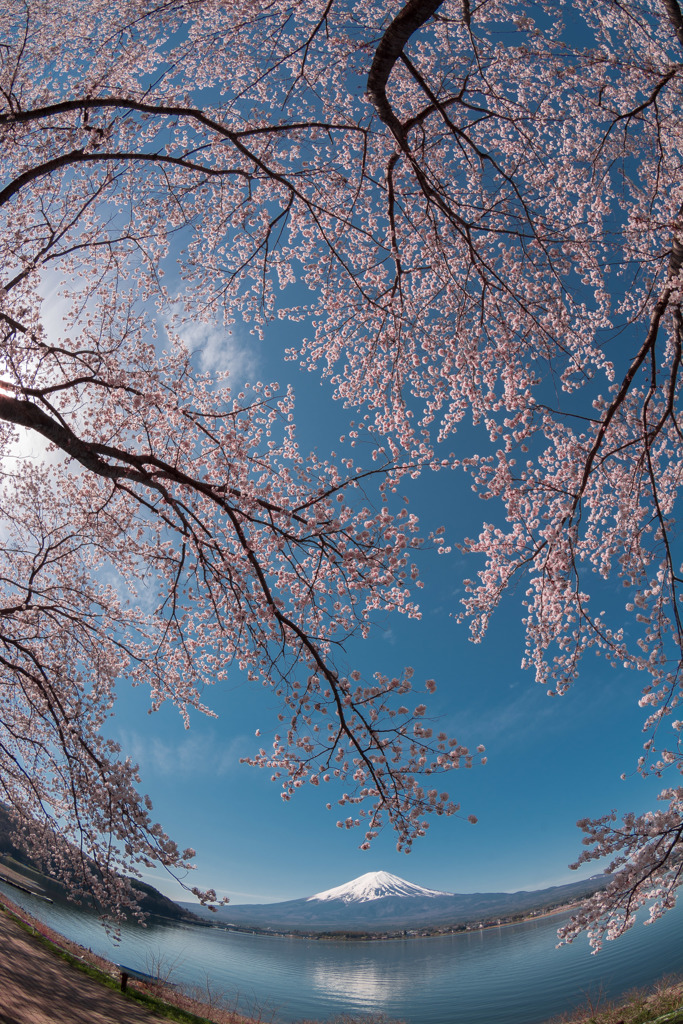 河口湖の桜