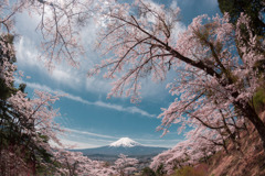 孝徳公園の桜