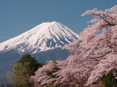 河口湖の桜