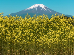 芥子菜の花