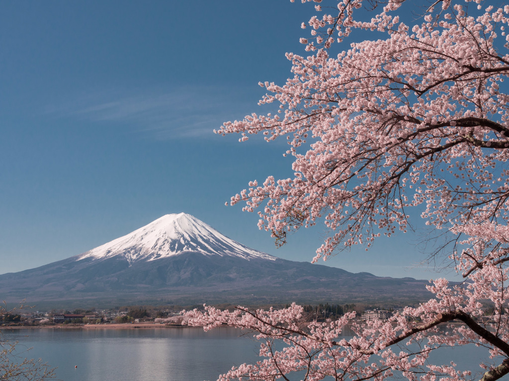 河口湖の桜