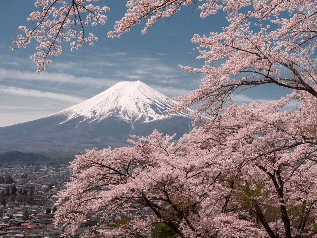 孝徳公園の桜