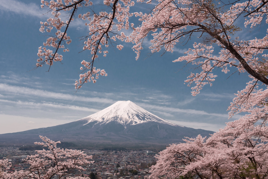 孝徳公園の桜