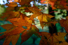 紅葉