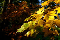 紅葉（黄）