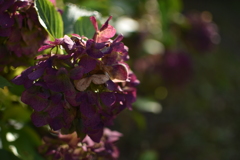 翳りゆく紫陽花②