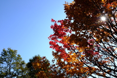 透過
