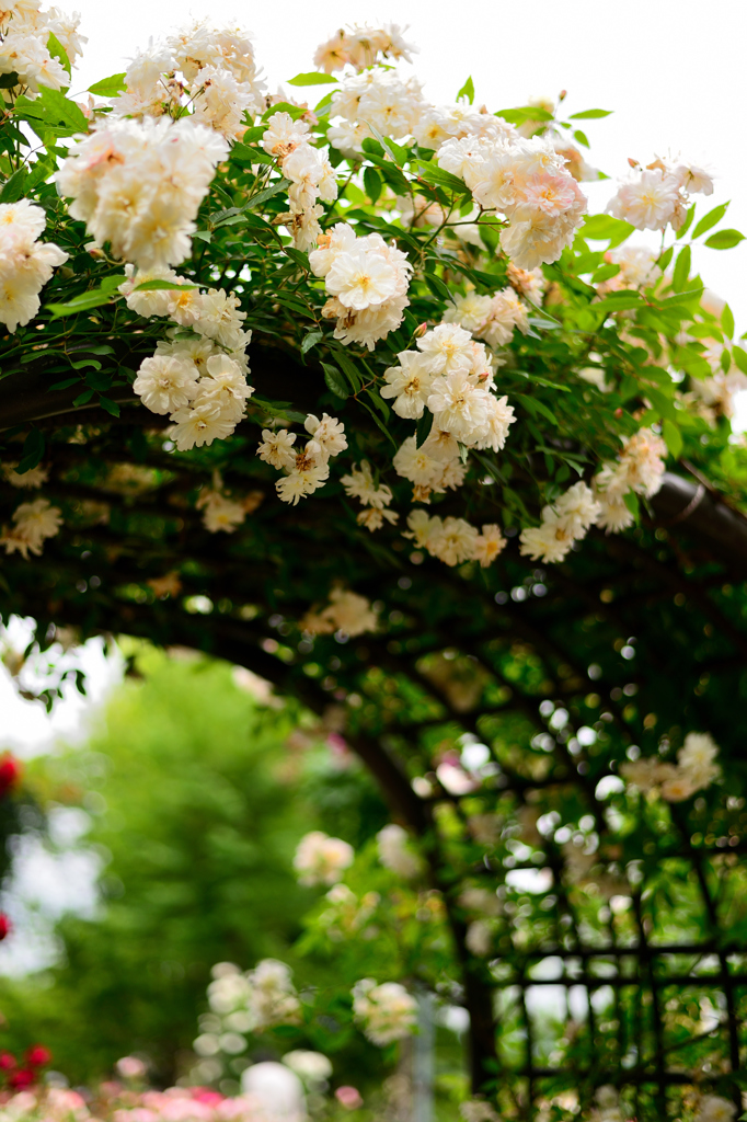 薔薇の入口　改