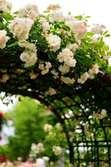 薔薇の入口　改