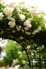 薔薇の入口