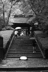 雨参