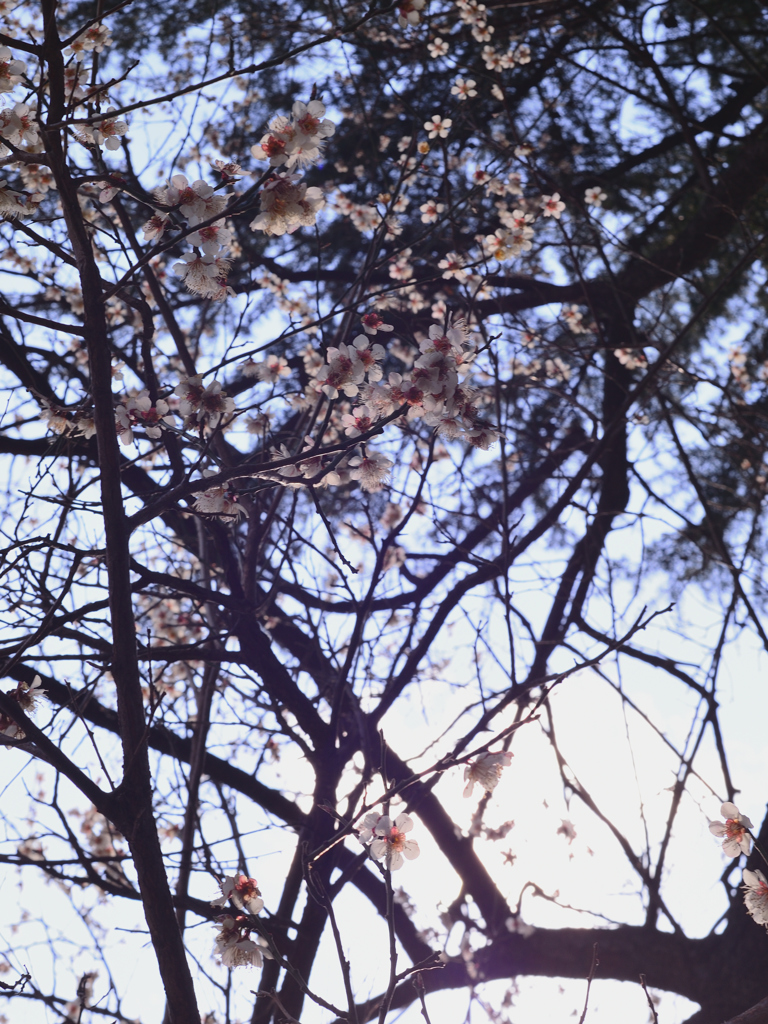 朝日