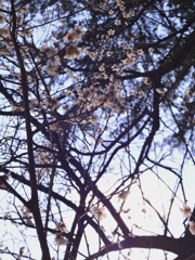 朝日