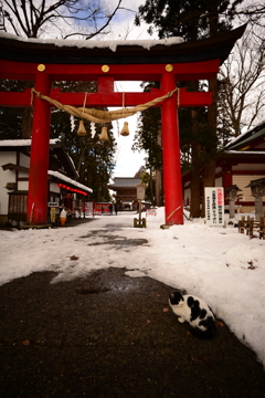 ここを通りたければ、私を撫でてゆけ。