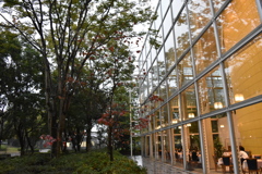 あいまいテンション