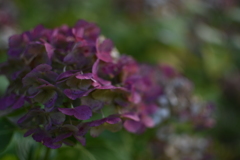 翳りゆく紫陽花①