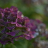 翳りゆく紫陽花①
