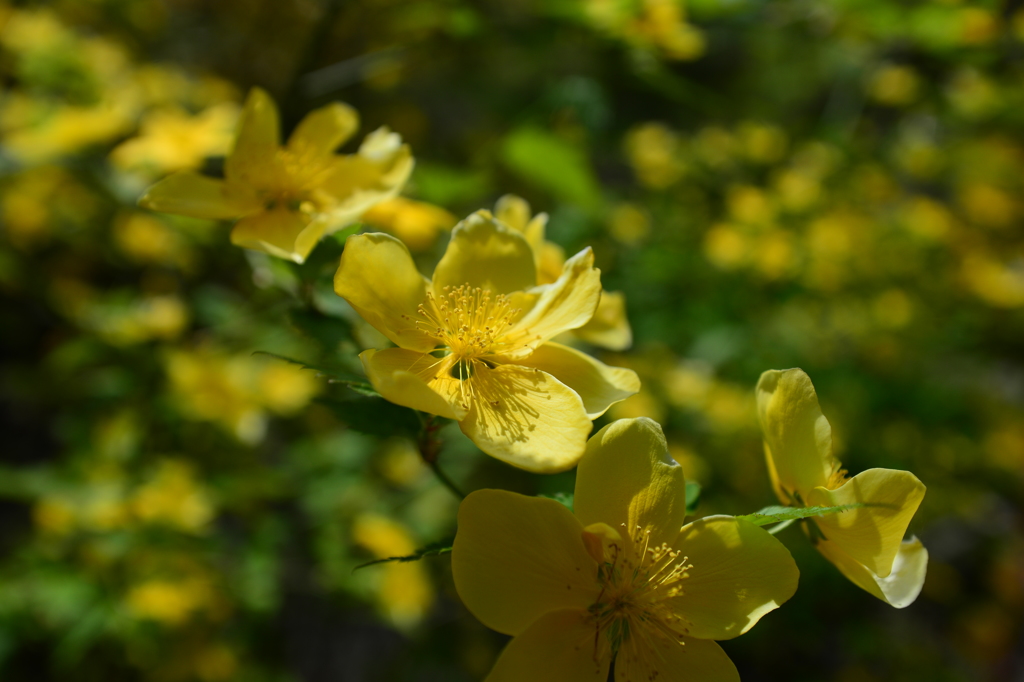 黄色の花