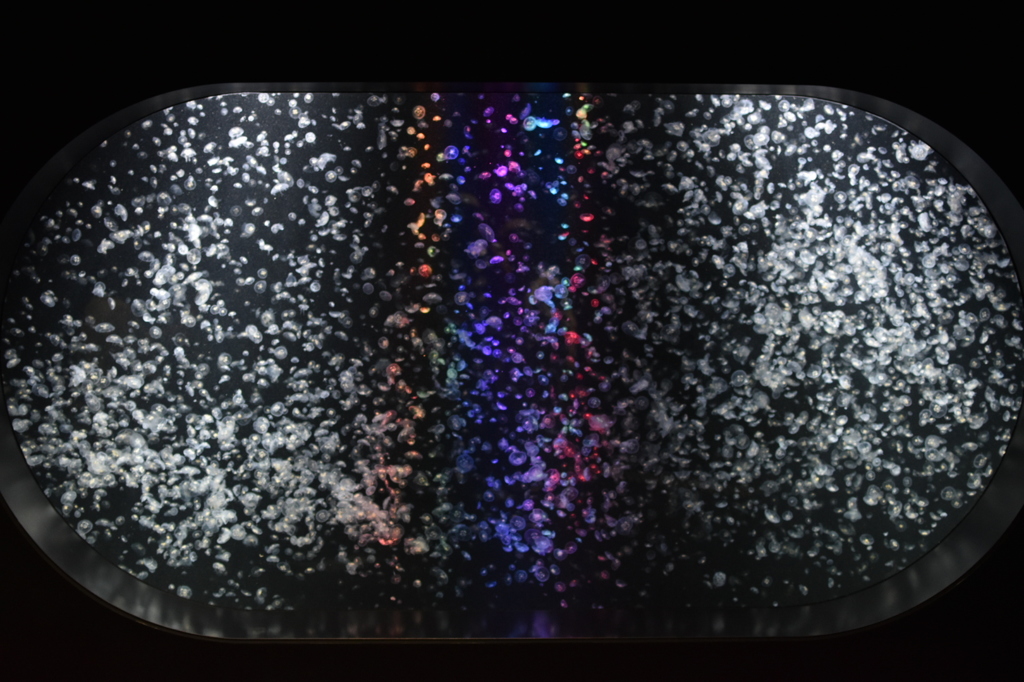 おしえてください