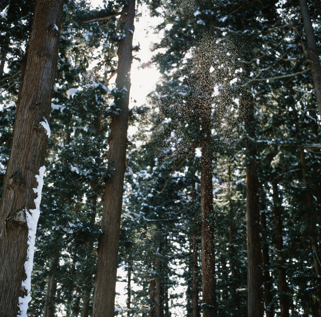 粉雪