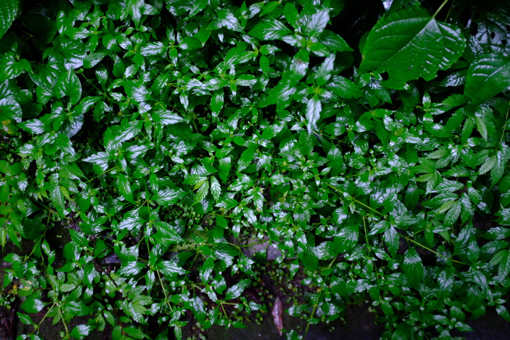 雨上がり濡れた緑に射す陽射し過ぎたはずの梅雨が戻りつ