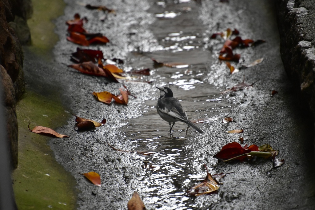 路地裏の鳥