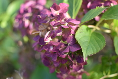 翳りゆく紫陽花③