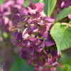 翳りゆく紫陽花③